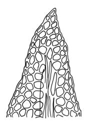 Fissidens pallidus, leaf apex. Drawn from J.E. Beever 72-41, CHR 557698.
 Image: R.C. Wagstaff © Landcare Research 2014 